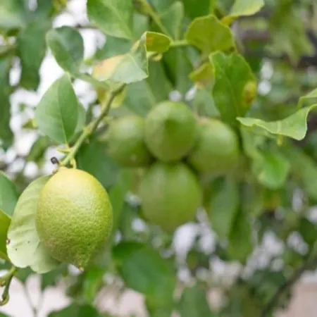 Il Giardino Dei Limoni Authentic Puglia For 5 Vakantiehuis Sammichele Di Bari