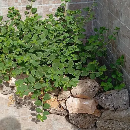 Il Giardino Dei Limoni