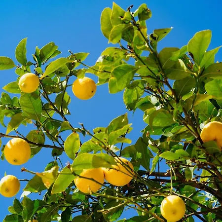 Vakantiehuis Il Giardino Dei Limoni Authentic Puglia For 5 Sammichele Di Bari