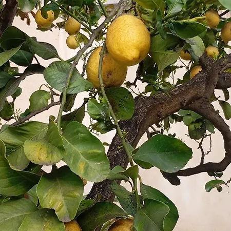 Il Giardino Dei Limoni Саммикеле-ди-Бари