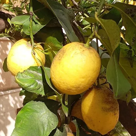 Il Giardino Dei Limoni *