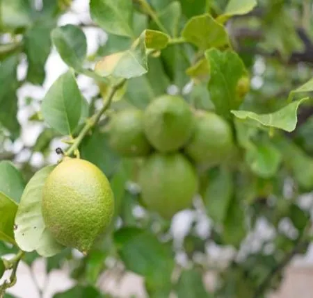 Il Giardino Dei Limoni بيت للعطل *